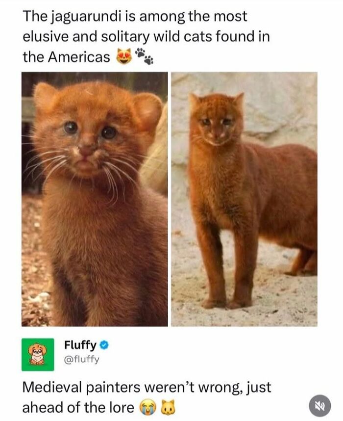 78 Animal Memes So Funny You'll Want to Hug Your Screen