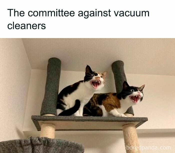 78 Animal Memes So Funny You'll Want to Hug Your Screen