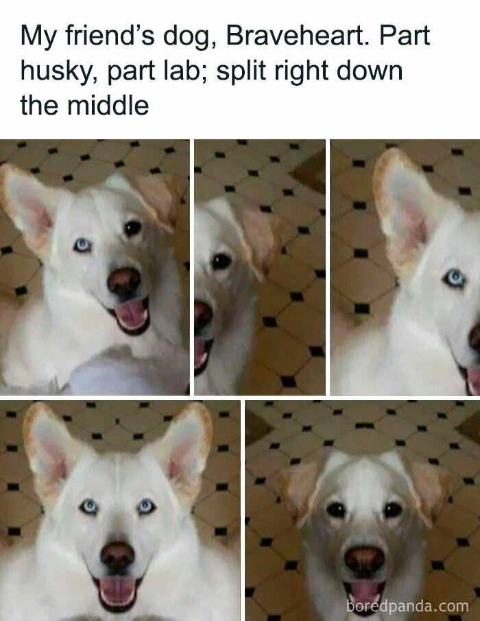 78 Animal Memes So Funny You'll Want to Hug Your Screen