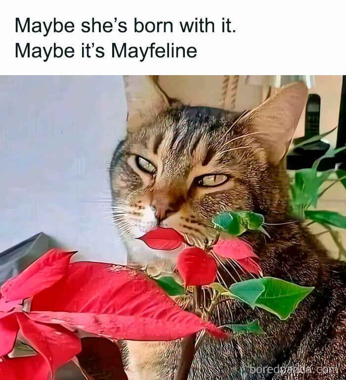 78 Animal Memes So Funny You'll Want to Hug Your Screen