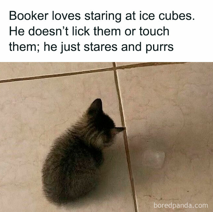 78 Animal Memes So Funny You'll Want to Hug Your Screen