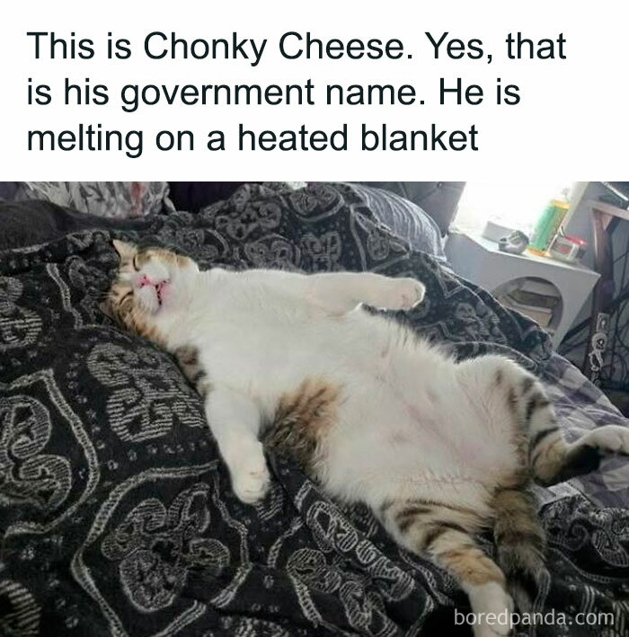 78 Animal Memes So Funny You'll Want to Hug Your Screen