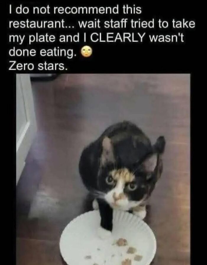 78 Animal Memes So Funny You'll Want to Hug Your Screen