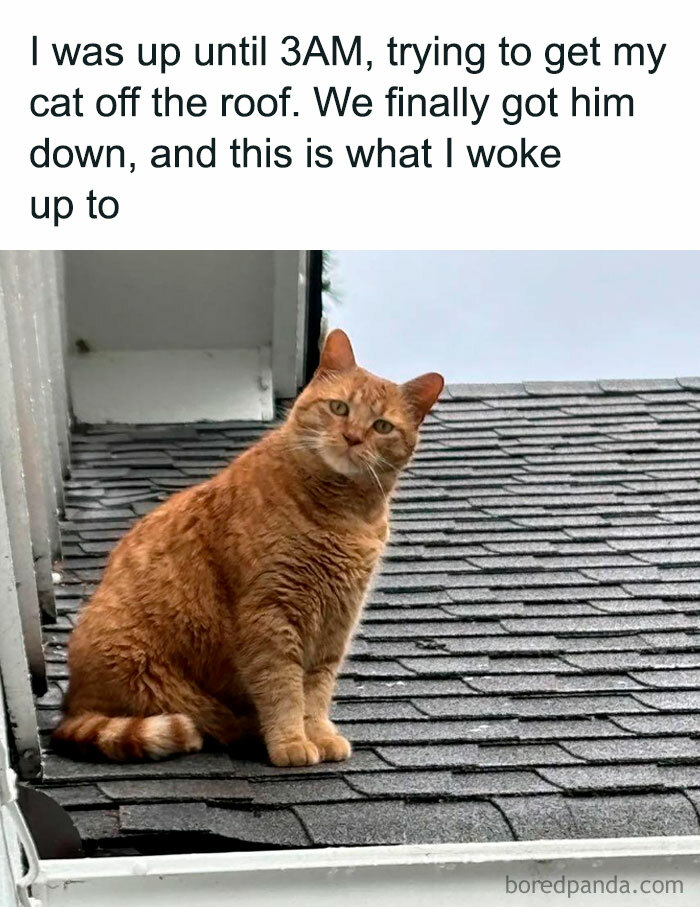 78 Animal Memes So Funny You'll Want to Hug Your Screen