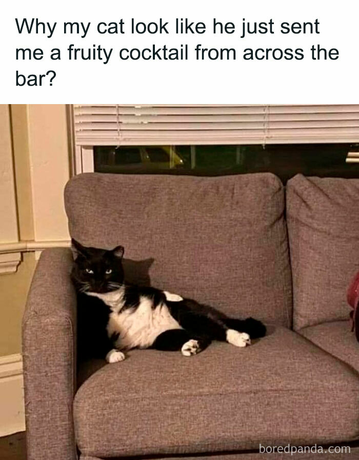 78 Animal Memes So Funny You'll Want to Hug Your Screen