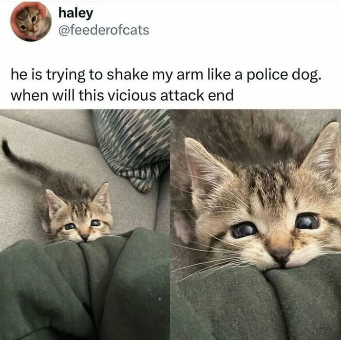 78 Animal Memes So Funny You'll Want to Hug Your Screen