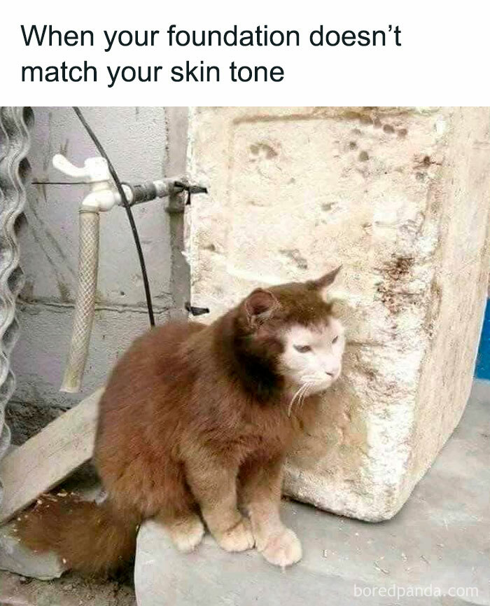 78 Animal Memes So Funny You'll Want to Hug Your Screen