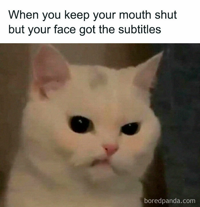 78 Animal Memes So Funny You'll Want to Hug Your Screen