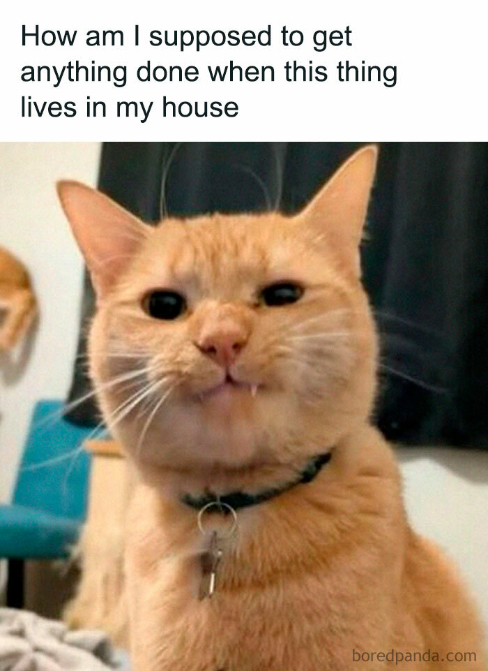 78 Animal Memes So Funny You'll Want to Hug Your Screen