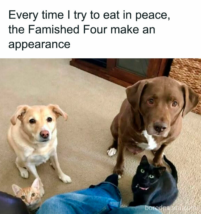 78 Animal Memes So Funny You'll Want to Hug Your Screen