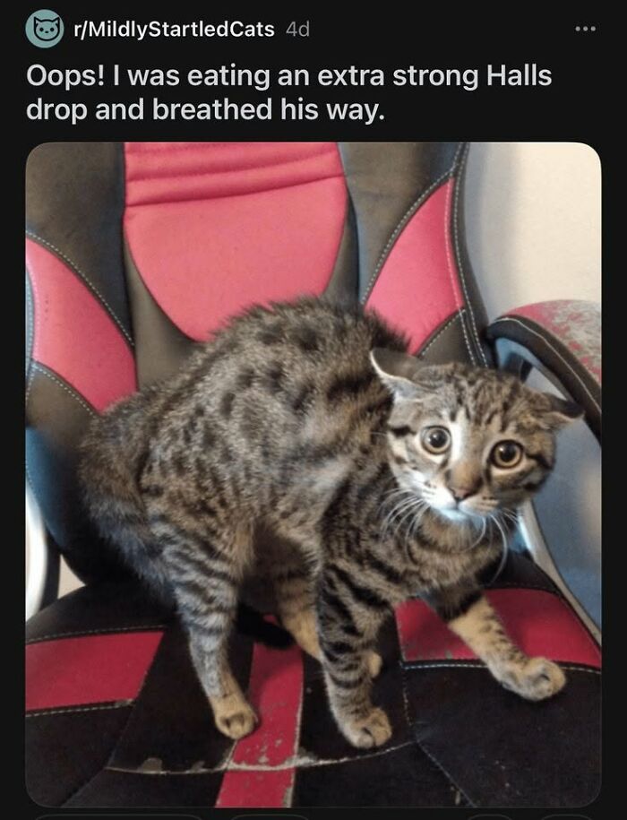 78 Animal Memes So Funny You'll Want to Hug Your Screen