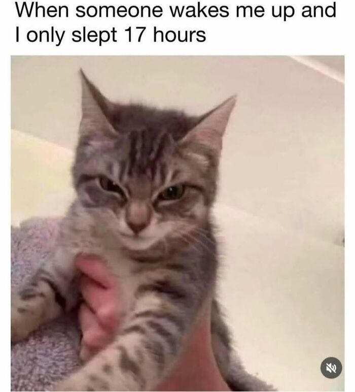 78 Animal Memes So Funny You'll Want to Hug Your Screen