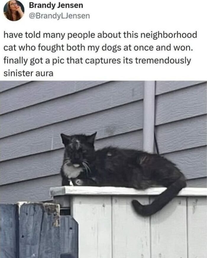 78 Animal Memes So Funny You'll Want to Hug Your Screen