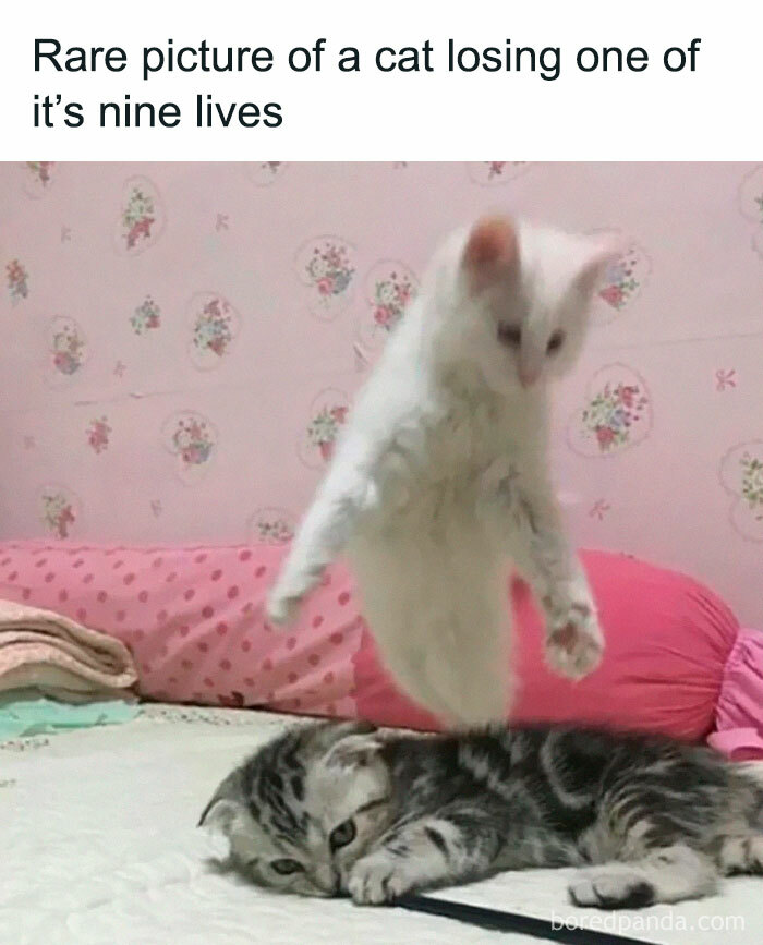 78 Animal Memes So Funny You'll Want to Hug Your Screen