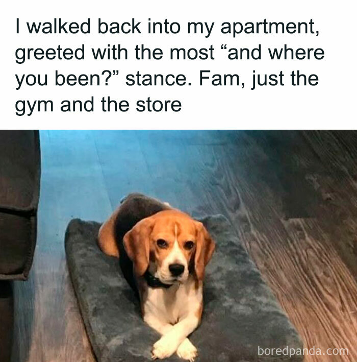 78 Animal Memes So Funny You'll Want to Hug Your Screen