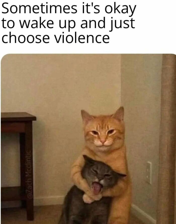 78 Animal Memes So Funny You'll Want to Hug Your Screen
