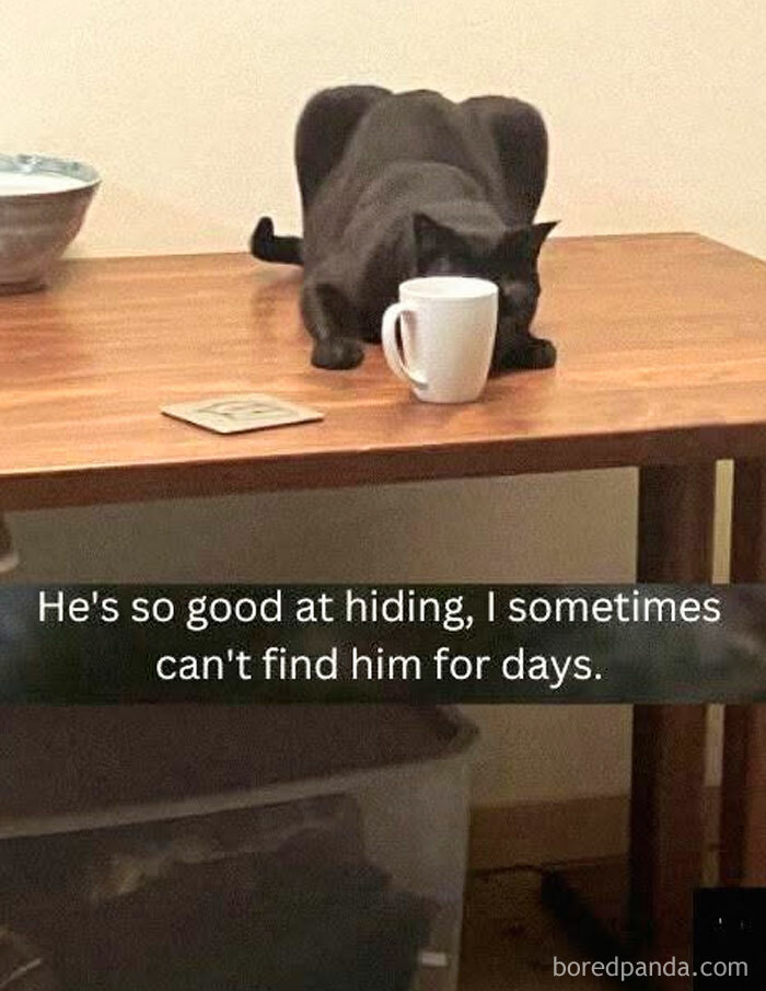 78 Animal Memes So Funny You'll Want to Hug Your Screen