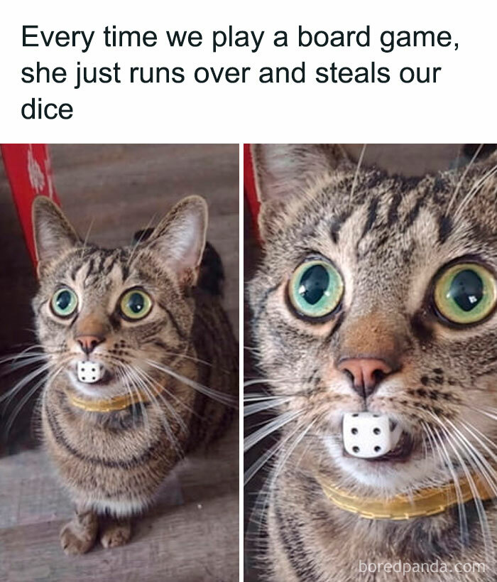 78 Animal Memes So Funny You'll Want to Hug Your Screen
