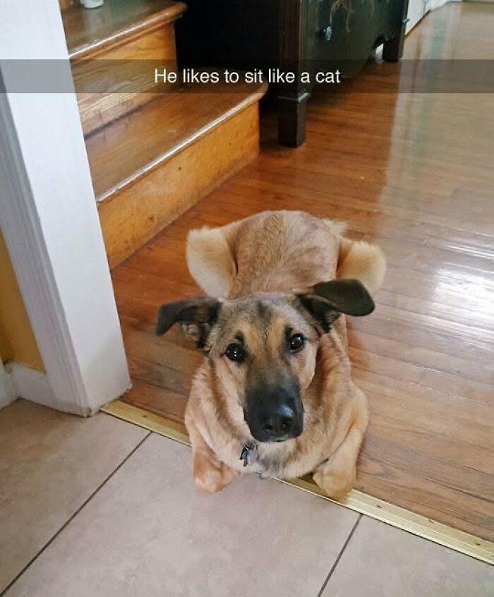 78 Animal Memes So Funny You'll Want to Hug Your Screen