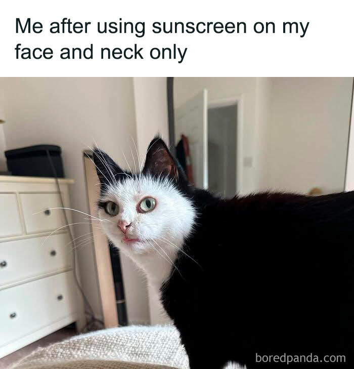 78 Animal Memes So Funny You'll Want to Hug Your Screen