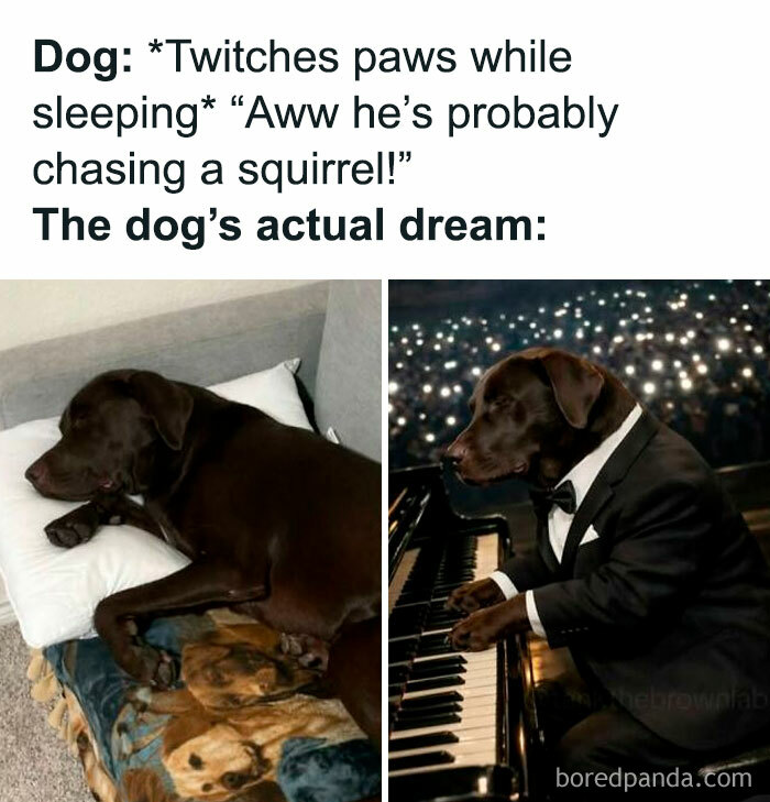 78 Animal Memes So Funny You'll Want to Hug Your Screen