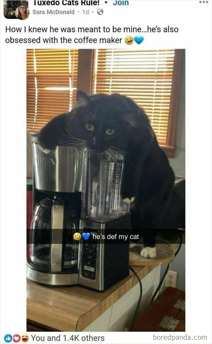78 Animal Memes So Funny You'll Want to Hug Your Screen
