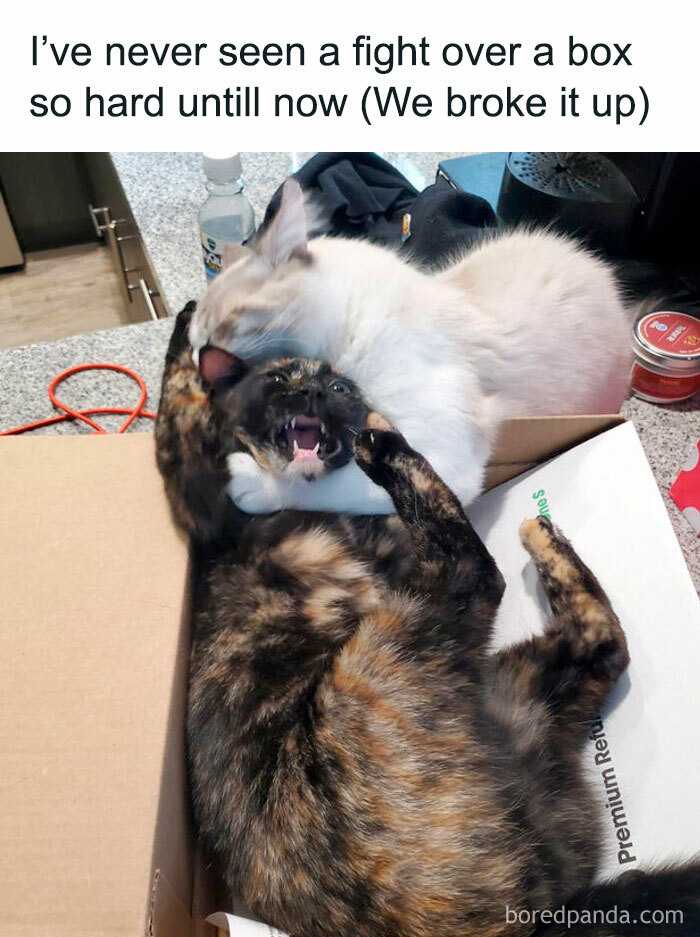 78 Animal Memes So Funny You'll Want to Hug Your Screen