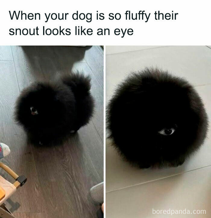 78 Animal Memes So Funny You'll Want to Hug Your Screen