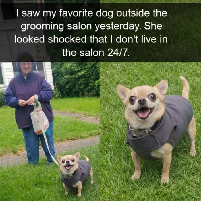 78 Animal Memes So Funny You'll Want to Hug Your Screen