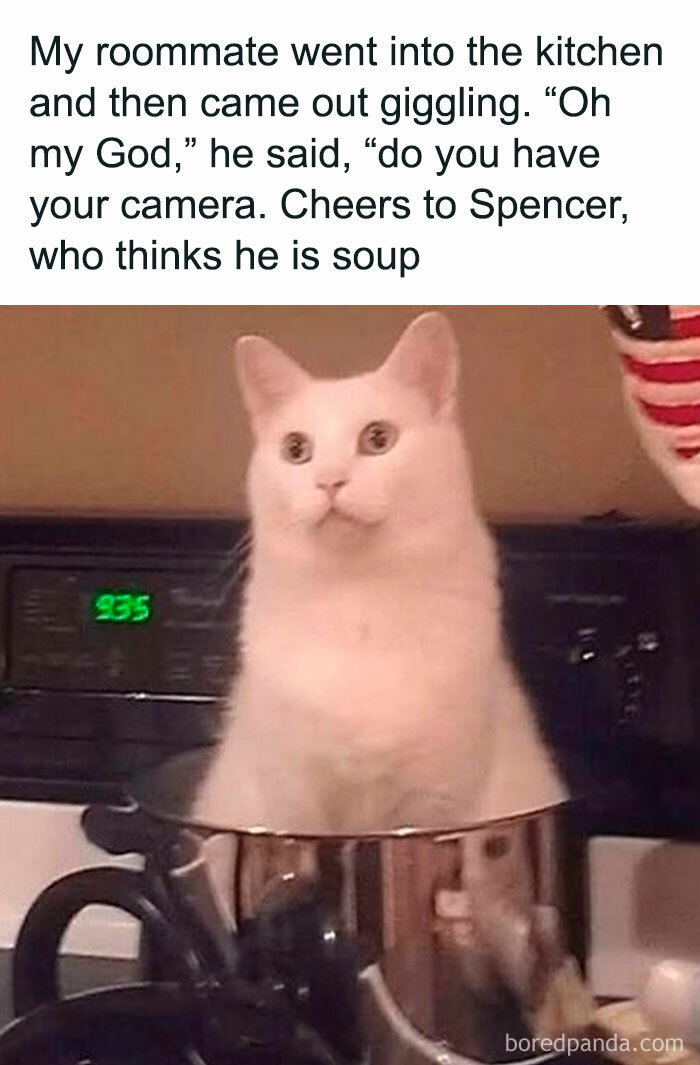 78 Animal Memes So Funny You'll Want to Hug Your Screen