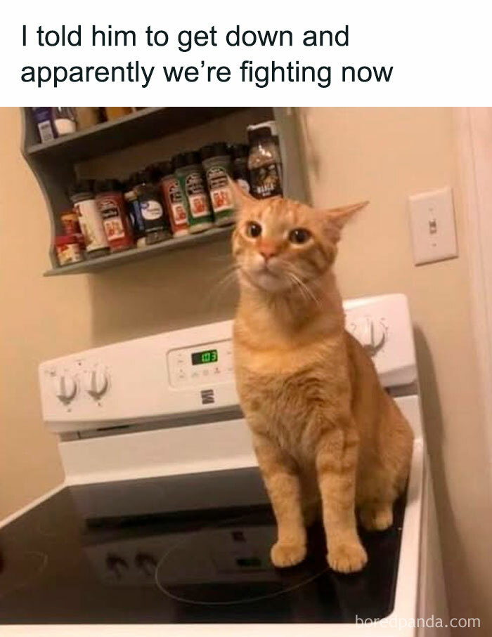 78 Animal Memes So Funny You'll Want to Hug Your Screen
