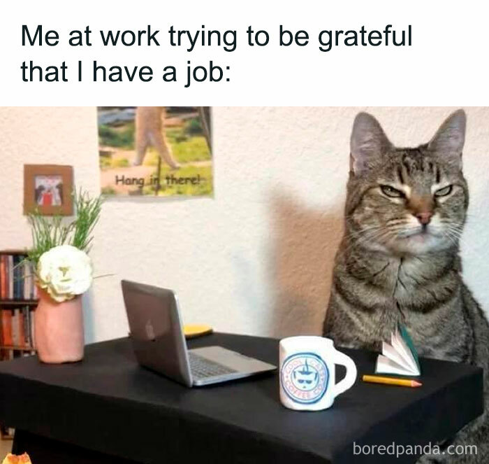78 Animal Memes So Funny You'll Want to Hug Your Screen