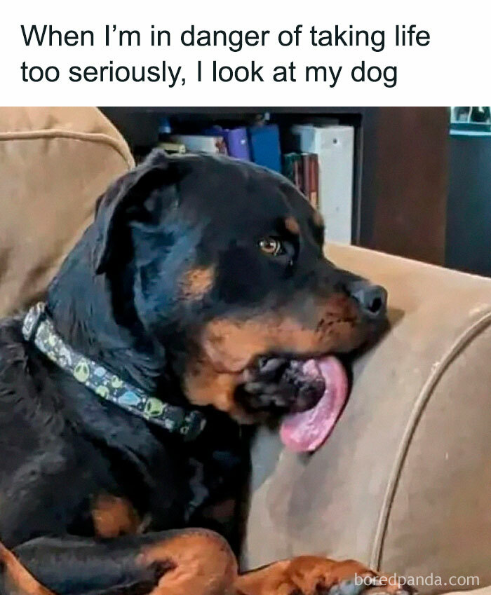 78 Animal Memes So Funny You'll Want to Hug Your Screen