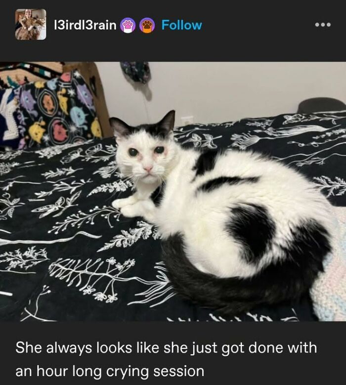 78 Animal Memes So Funny You'll Want to Hug Your Screen