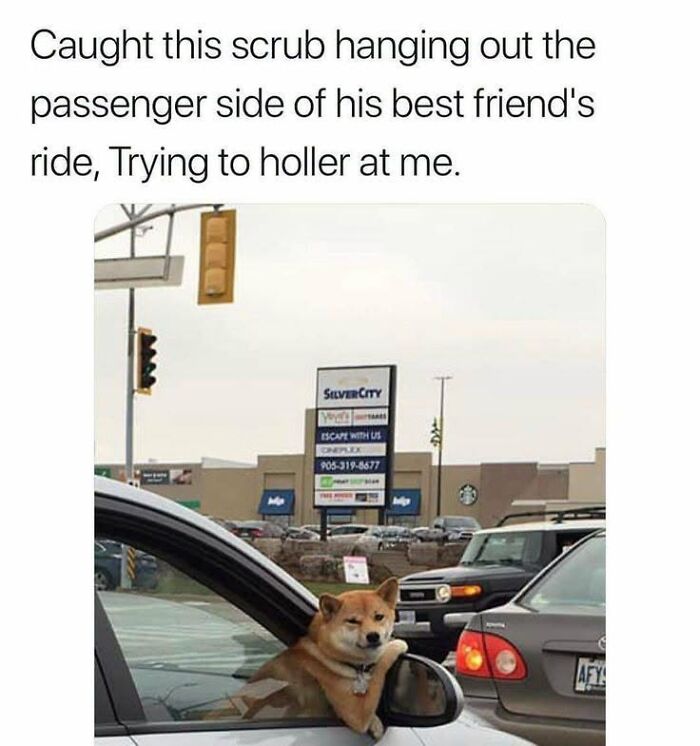 78 Animal Memes So Funny You'll Want to Hug Your Screen