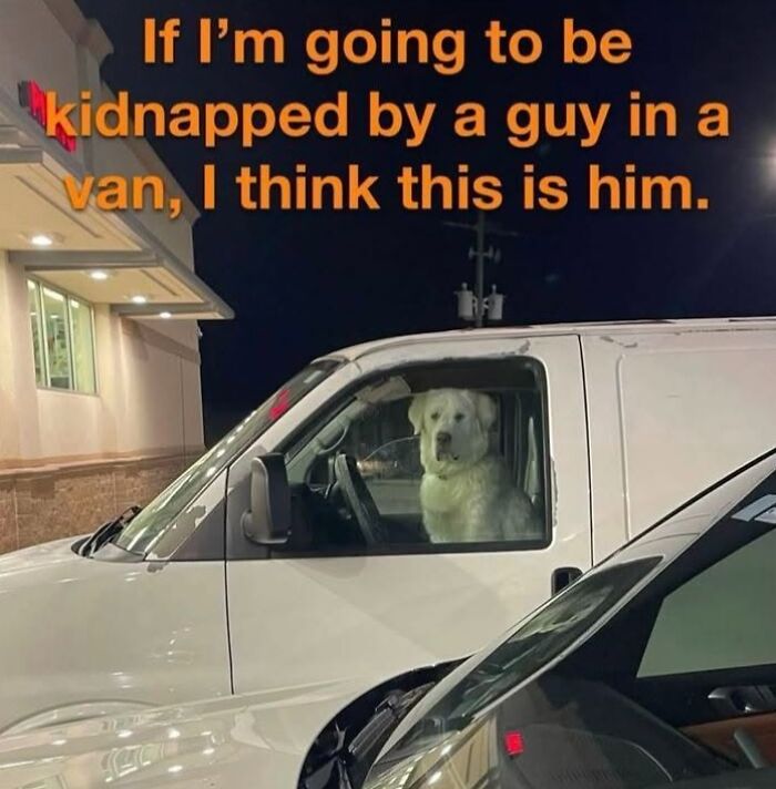 78 Animal Memes So Funny You'll Want to Hug Your Screen