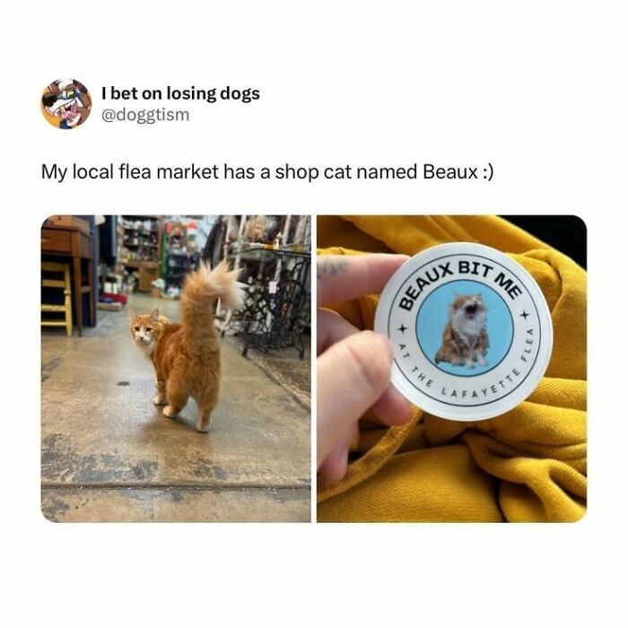 78 Animal Memes So Funny You'll Want to Hug Your Screen