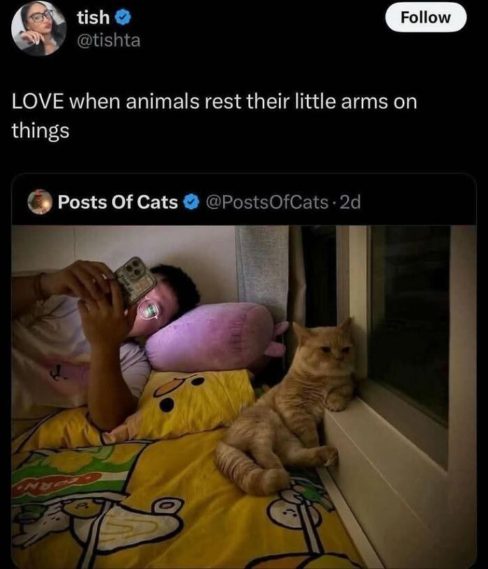 78 Animal Memes So Funny You'll Want to Hug Your Screen