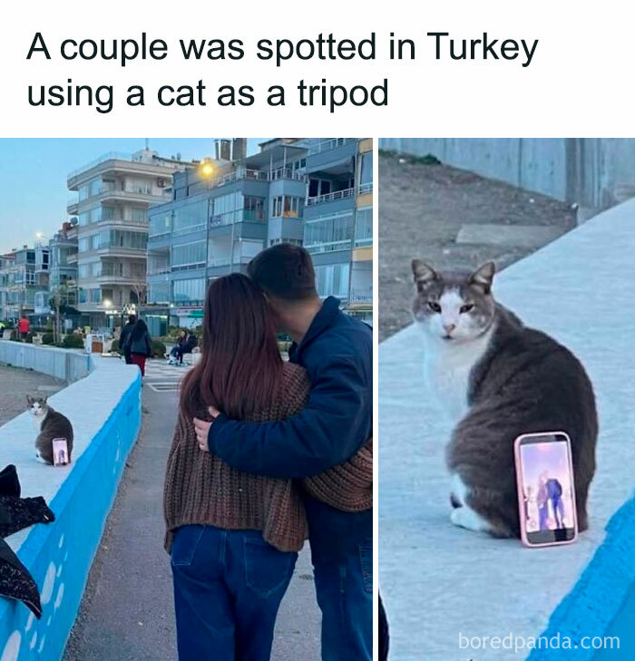 78 Animal Memes So Funny You'll Want to Hug Your Screen