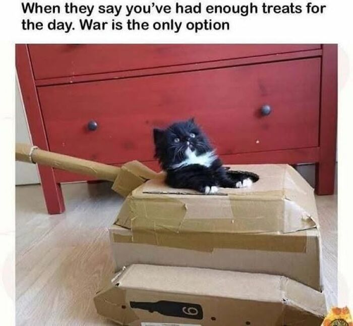 78 Animal Memes So Funny You'll Want to Hug Your Screen