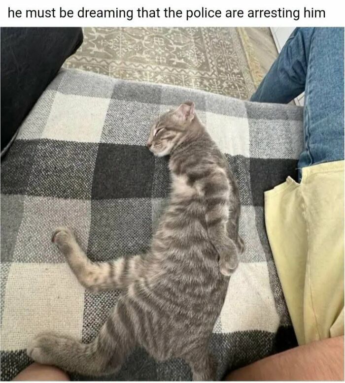 78 Animal Memes So Funny You'll Want to Hug Your Screen