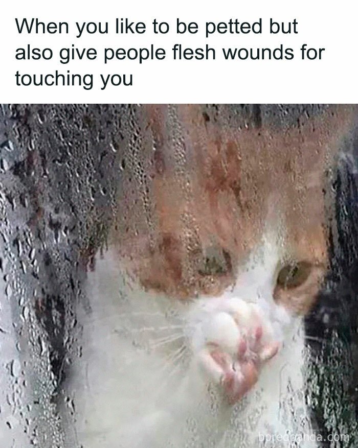 78 Animal Memes So Funny You'll Want to Hug Your Screen