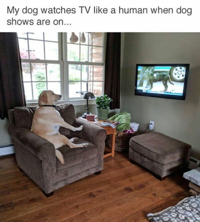 78 Animal Memes So Funny You'll Want to Hug Your Screen