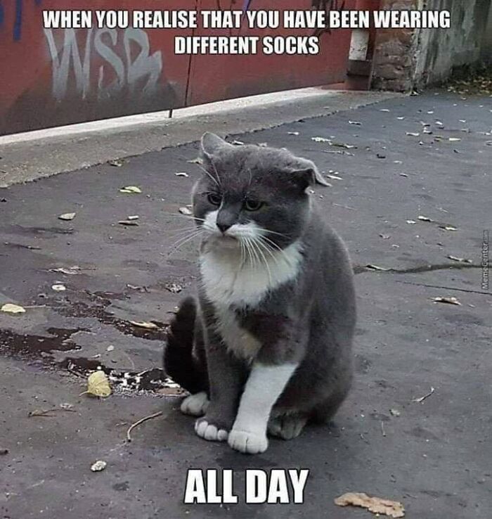 78 Animal Memes So Funny You'll Want to Hug Your Screen