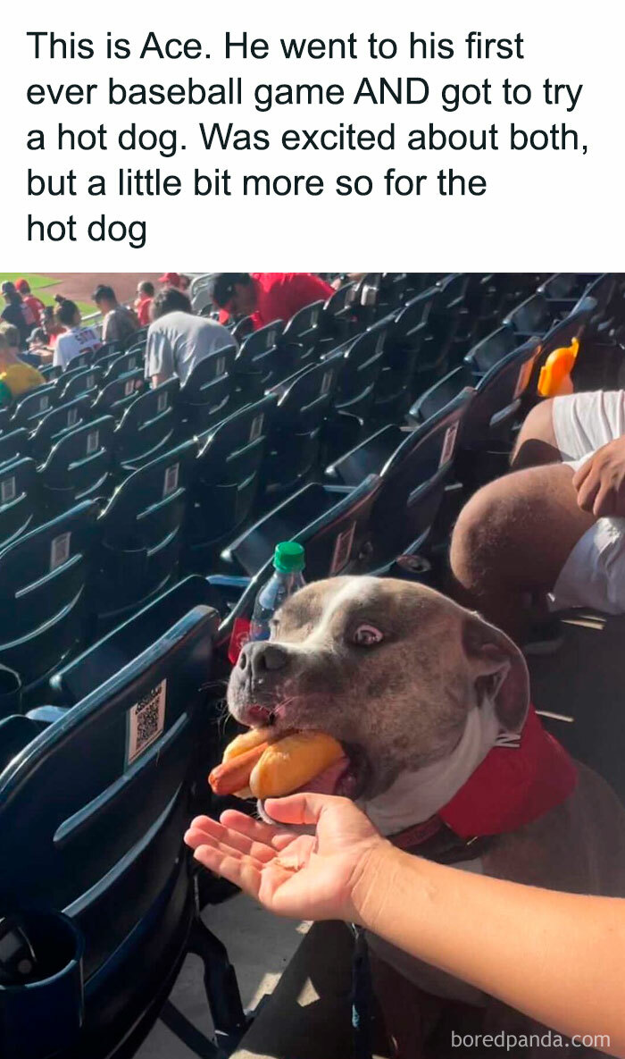 78 Animal Memes So Funny You'll Want to Hug Your Screen