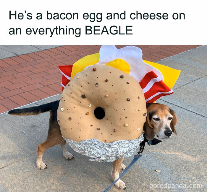 78 Animal Memes So Funny You'll Want to Hug Your Screen
