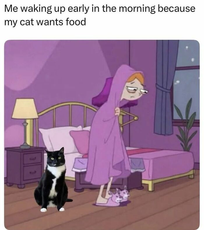 78 Animal Memes So Funny You'll Want to Hug Your Screen