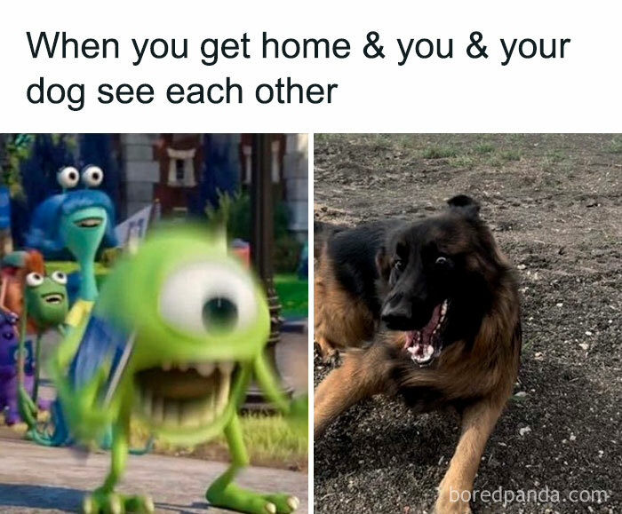 78 Animal Memes So Funny You'll Want to Hug Your Screen