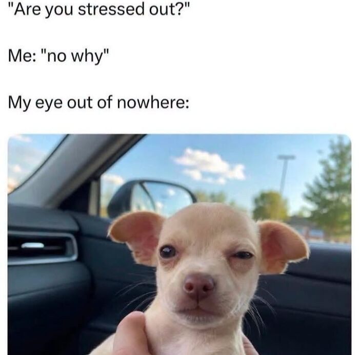 78 Animal Memes So Funny You'll Want to Hug Your Screen