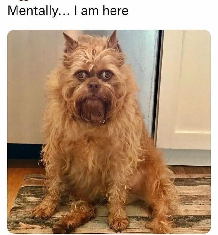 78 Animal Memes So Funny You'll Want to Hug Your Screen